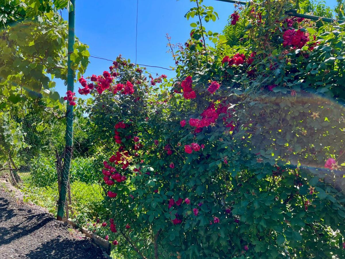 Halidzor Igor Bed And Breakfast מראה חיצוני תמונה